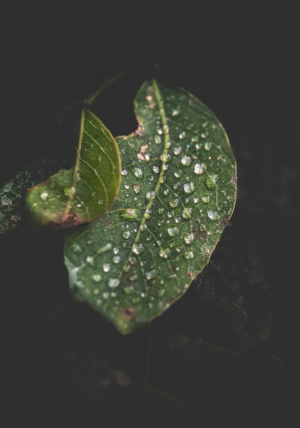 a green leaf with drops of water on it