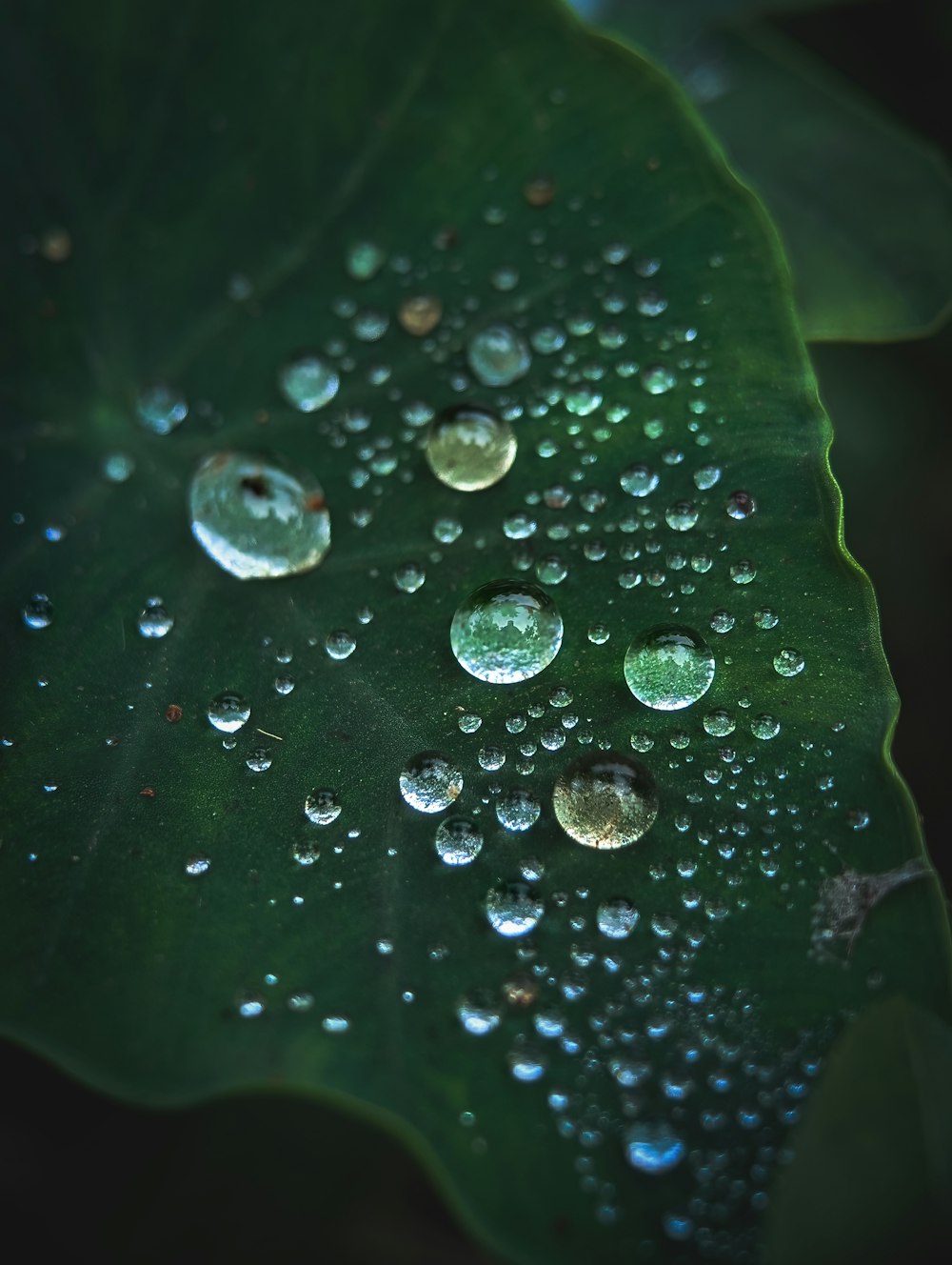 a green leaf with water droplets on it