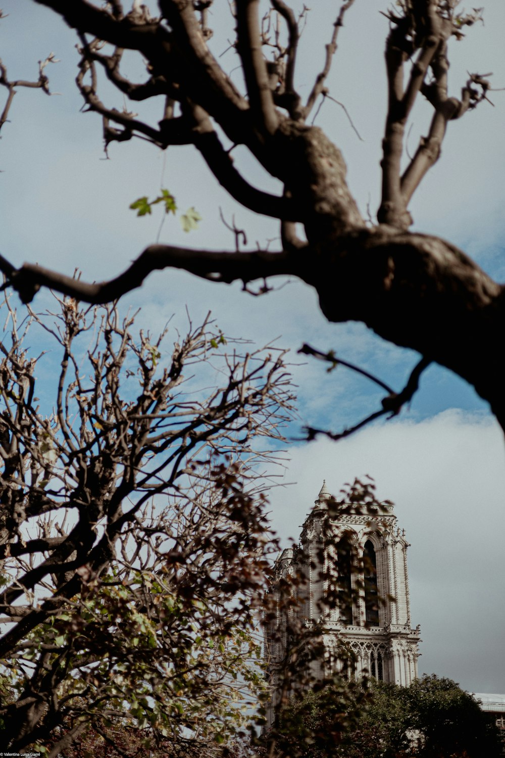 a tree with no leaves in front of a building