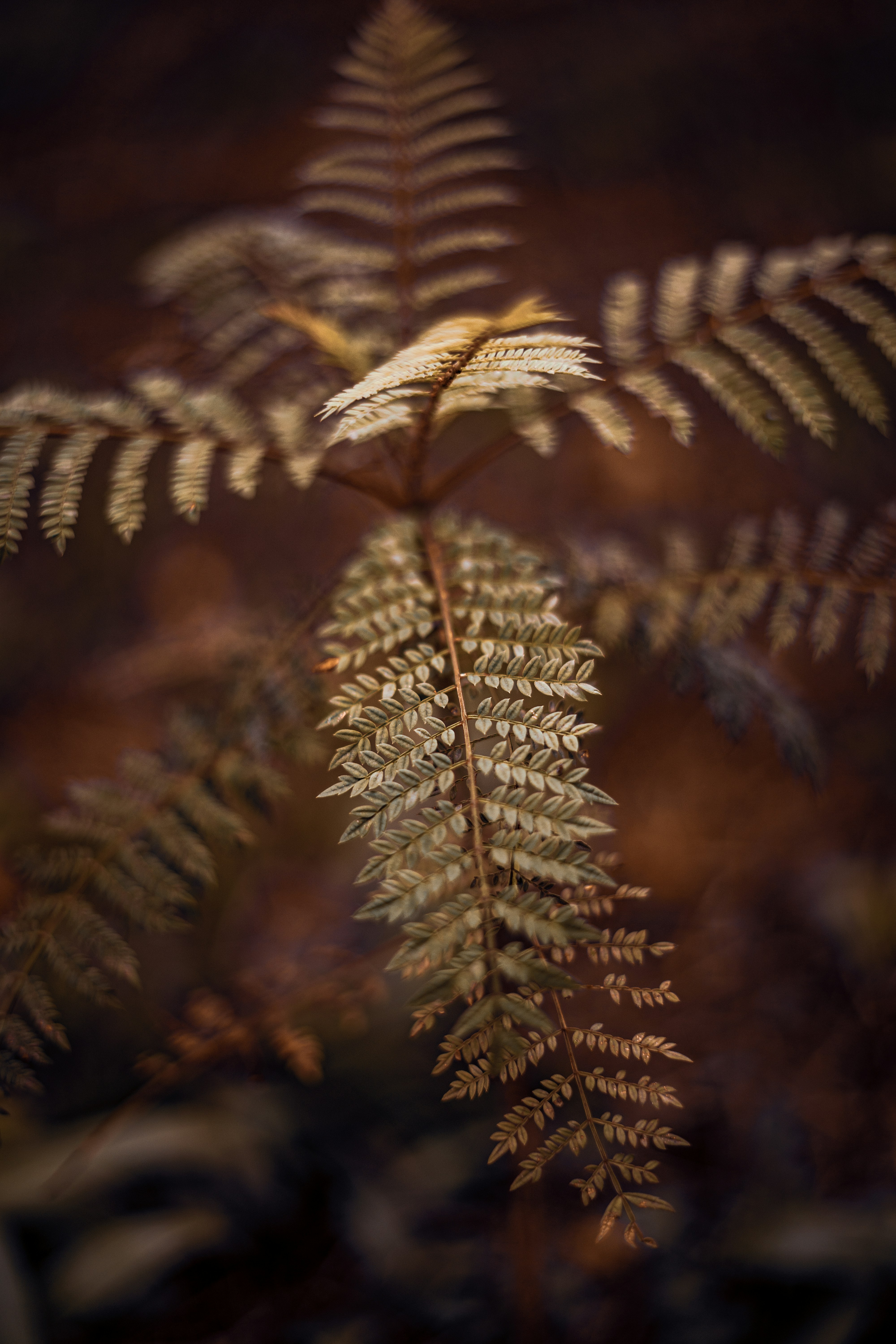 Photo by gullin_omer