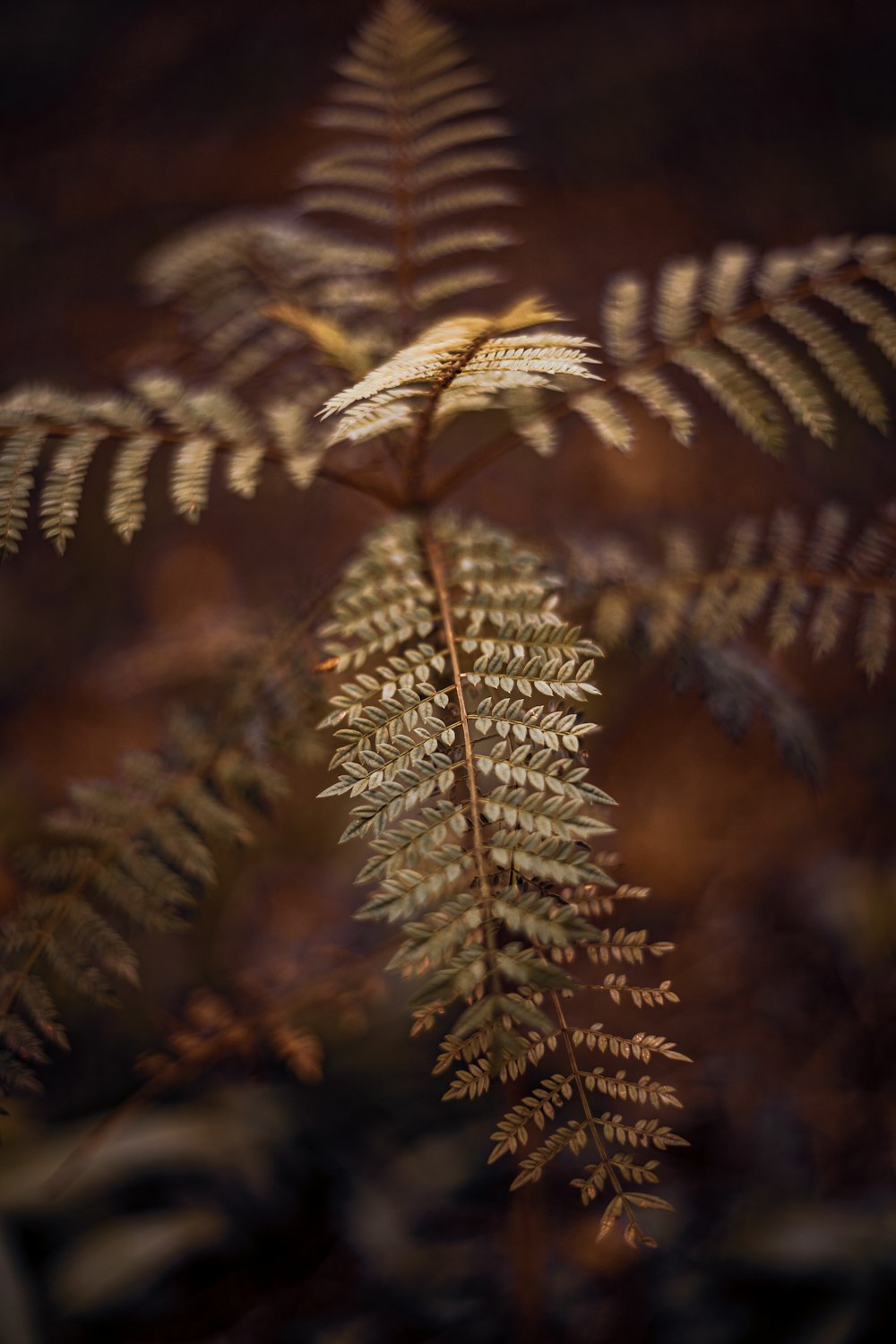 a close up of a plant with lots of leaves