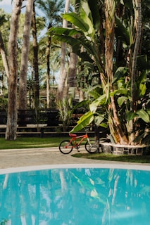 A tranquil garden scene with tall palm trees and lush greenery surrounding a swimming pool. A red bicycle is parked on the stone pathway next to the pool, adding a vibrant contrast to the natural setting.