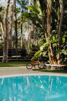 A tranquil garden scene with tall palm trees and lush greenery surrounding a swimming pool. A red bicycle is parked on the stone pathway next to the pool, adding a vibrant contrast to the natural setting.