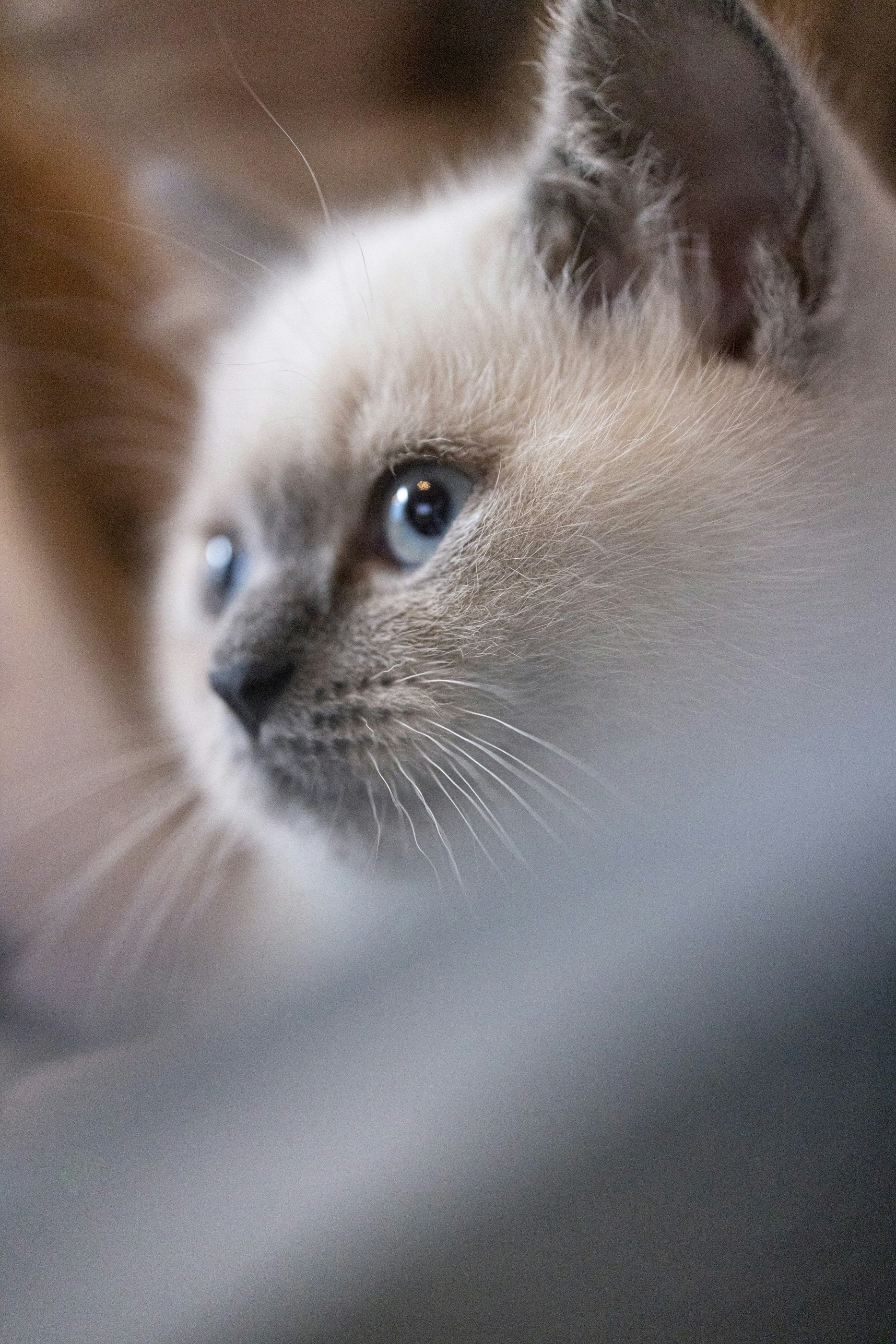 Roma: CERCO GATTINO BIANCO: #regalo #gattini #gatti #roma Vai all'annuncio:  https://t.co/rR9qU0DTeM, image size:3000x4497