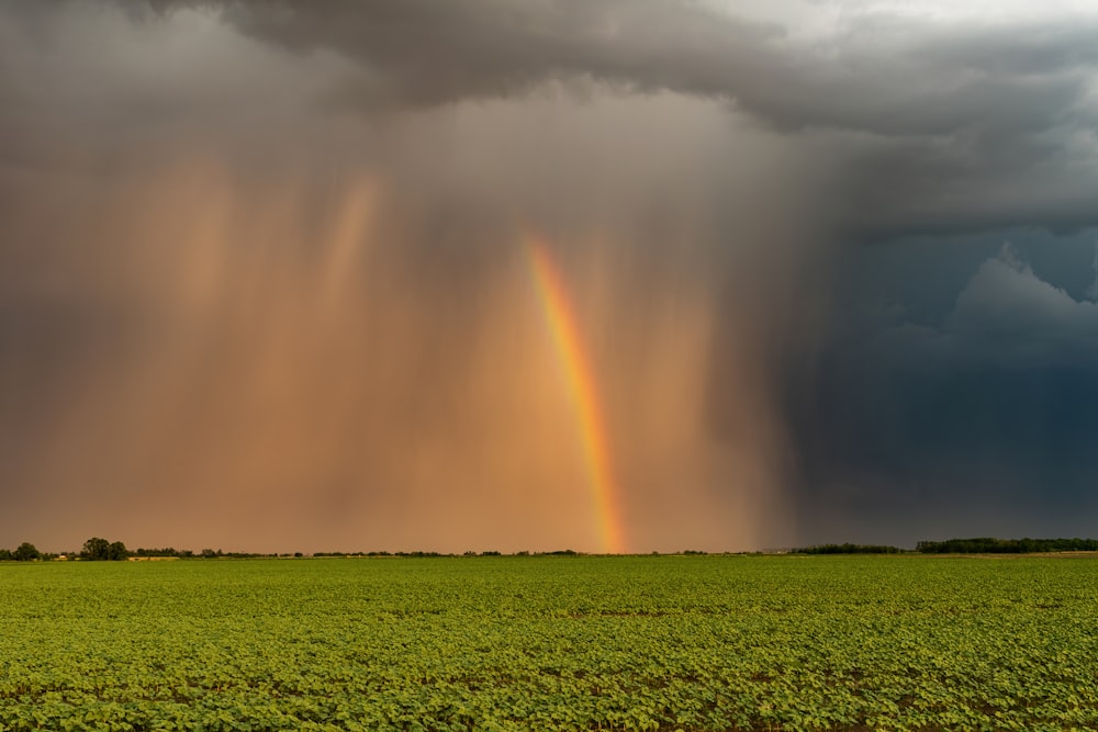 a rainbow appears in the sky over a green field
