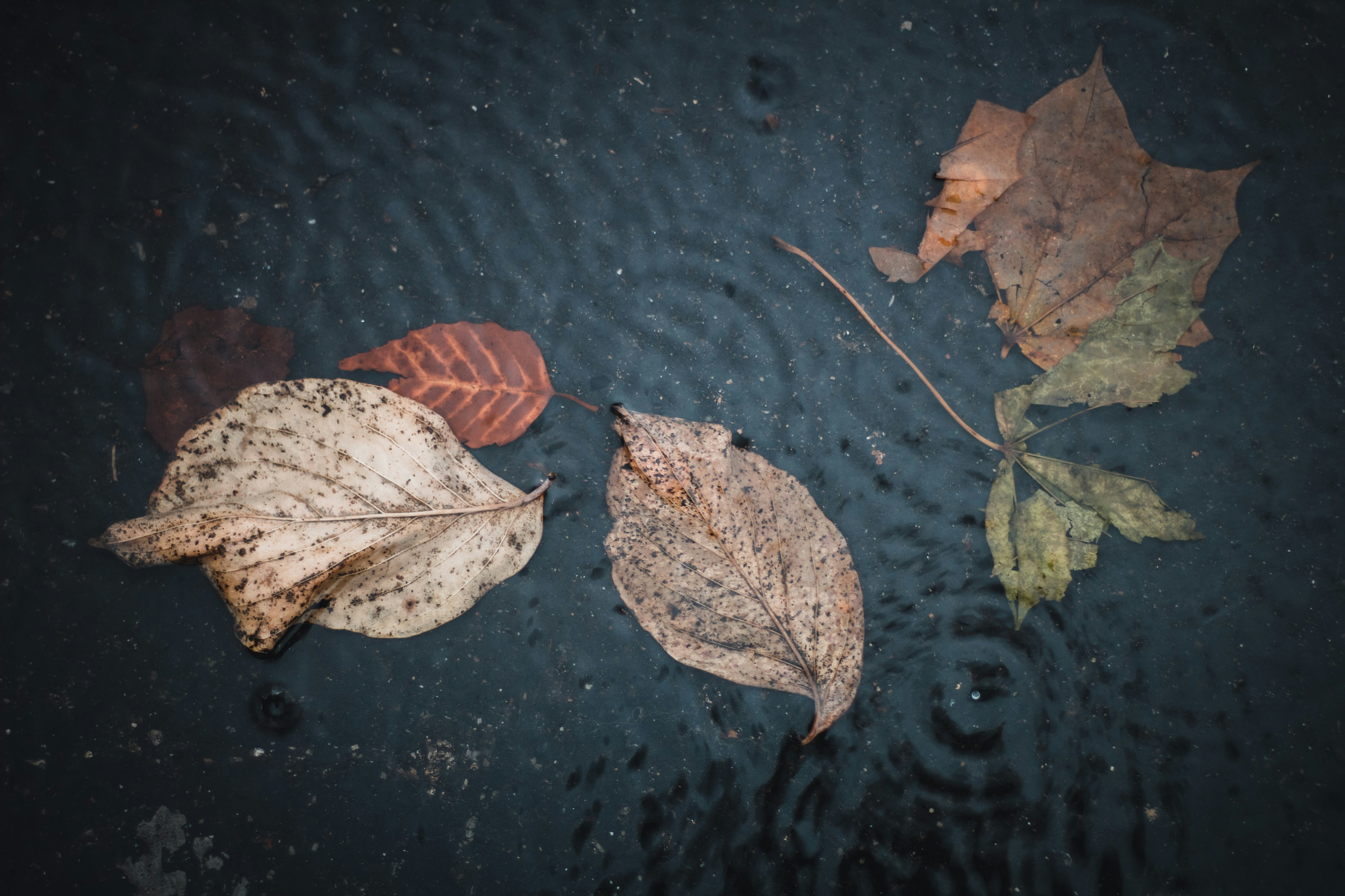Photo by fosterious