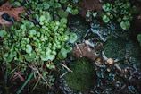 Close-up of a Magothy aquifer water monitoring station surrounded by greenery.