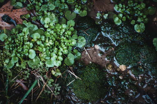 Close-up of a Magothy aquifer water monitoring station surrounded by greenery.