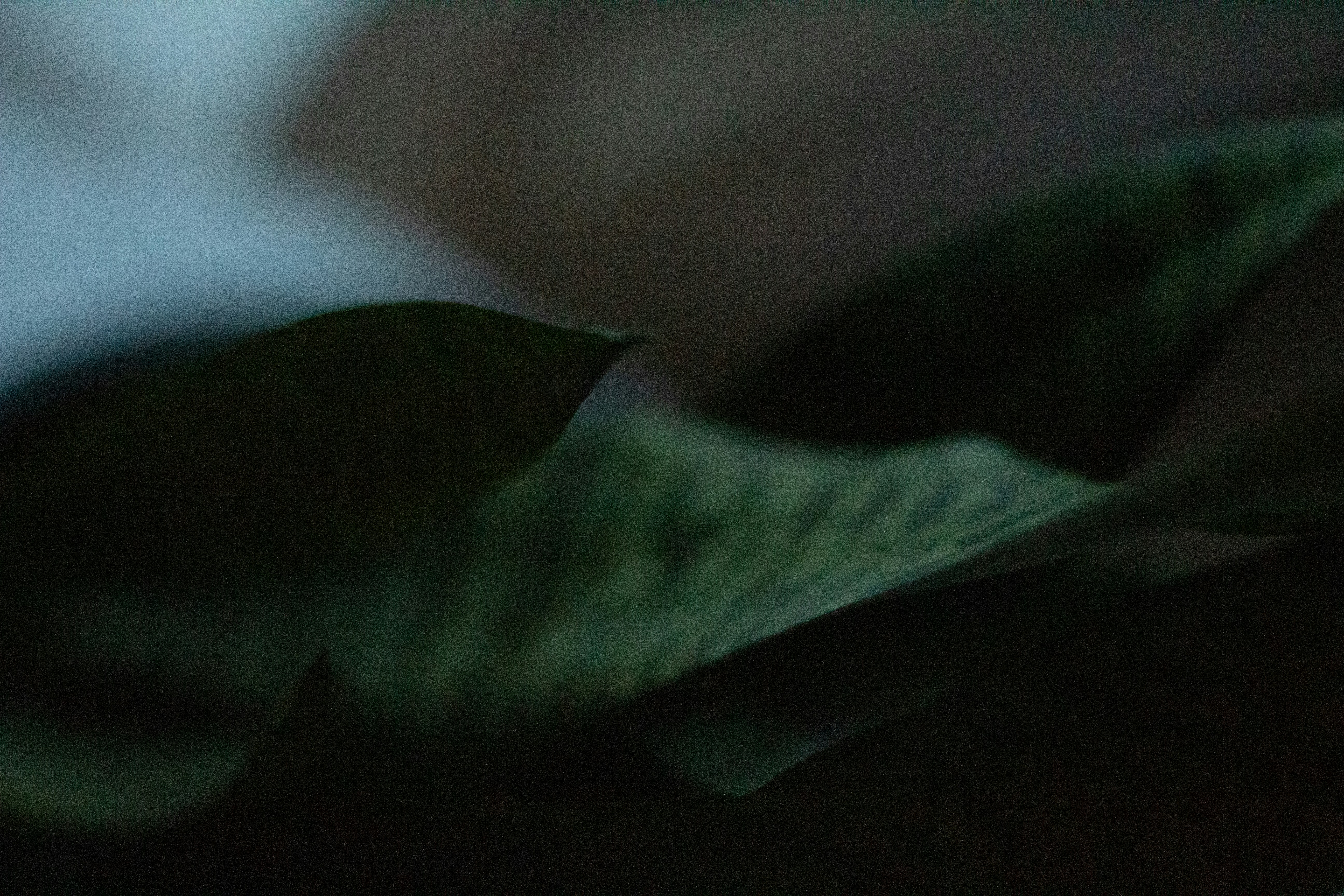 Close-up of a green leaf on a table