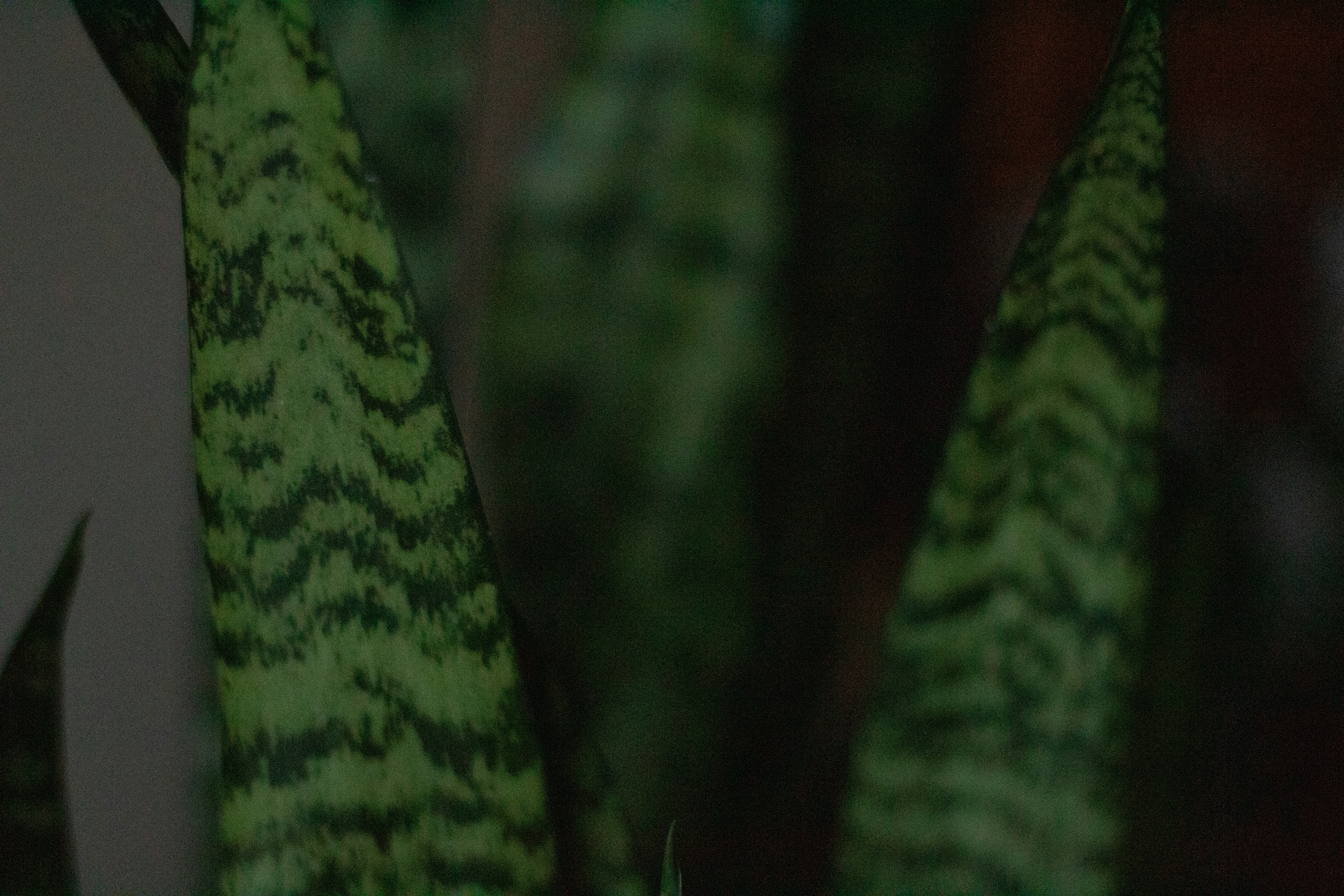 a close up of a plant with a blurry background