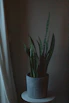 A vibrant snake plant in a stylish ceramic pot glowing under soft indoor light.