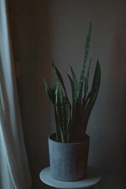 A vibrant snake plant in a stylish ceramic pot glowing under soft indoor light.