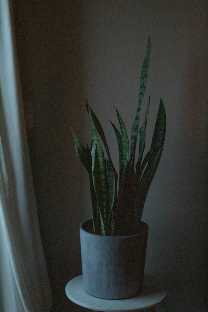 Snake Plant Laurentii