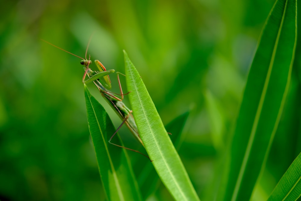 a grasshopper sitting on top of a green leaf