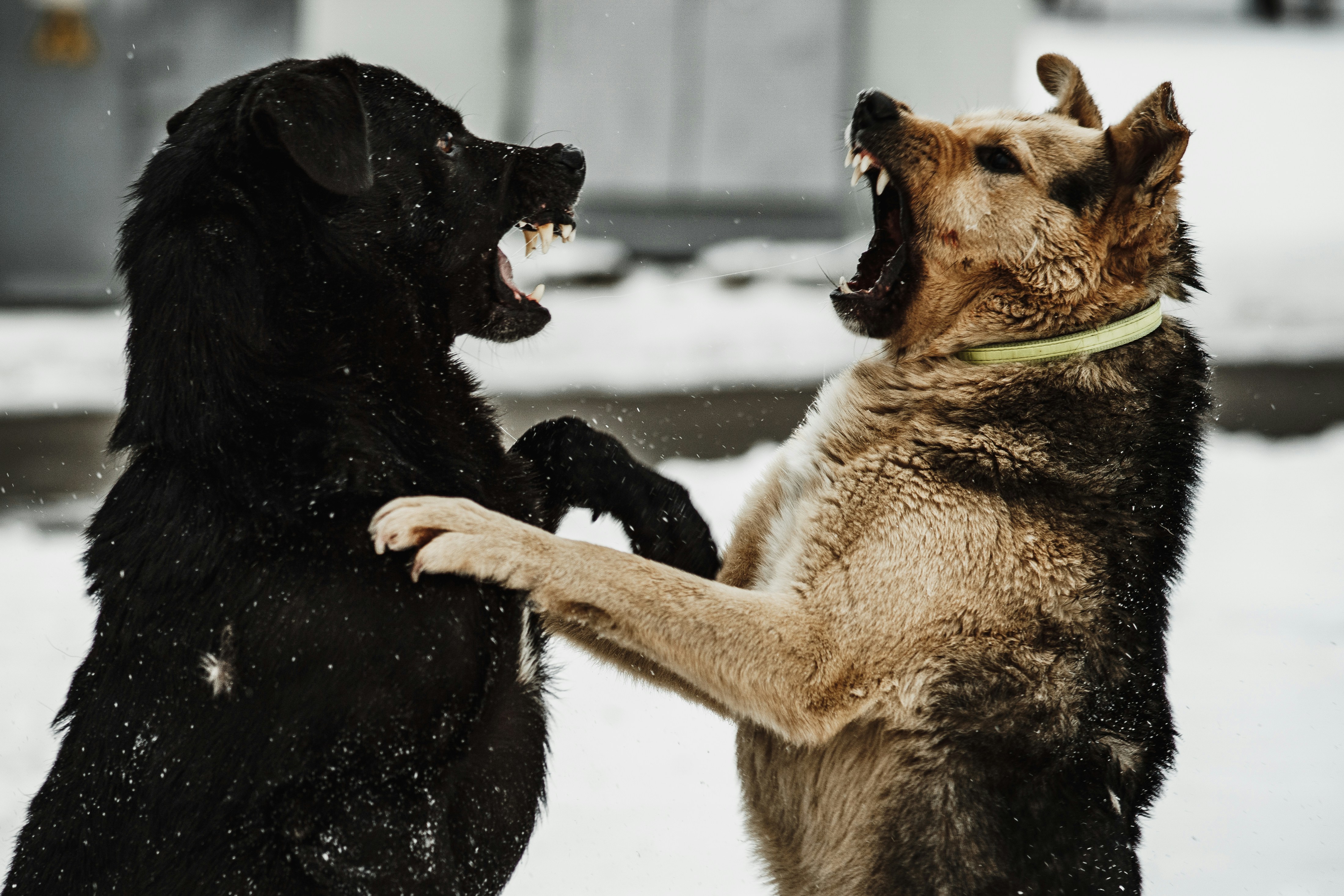 A couple of dogs that are playing in the snow