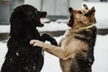 a couple of dogs that are playing in the snow