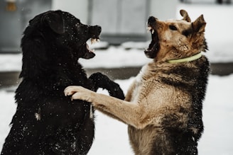 a couple of dogs that are playing in the snow