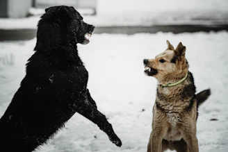 two dogs playing in the snow with each other