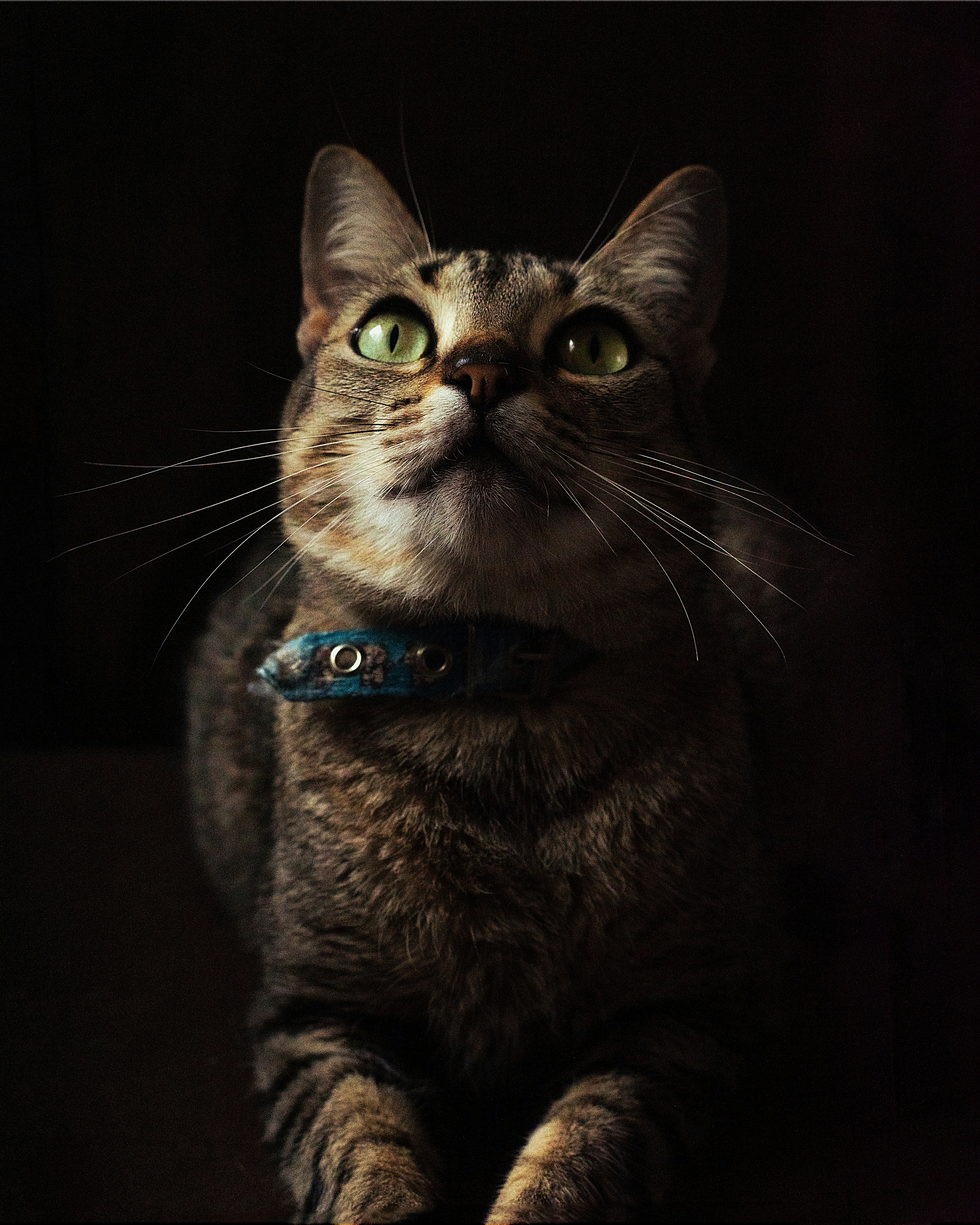 a cat with green eyes and a collar