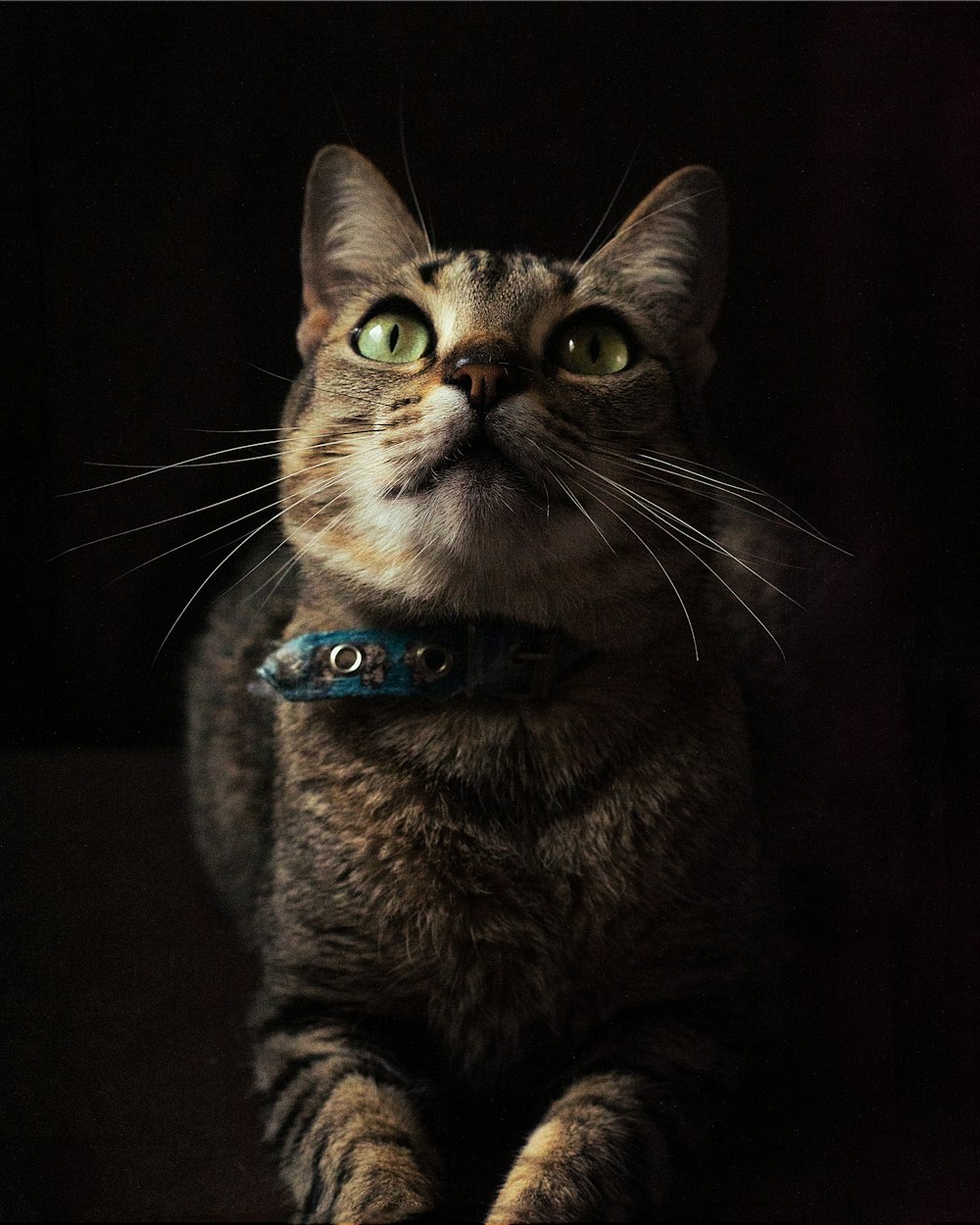 eine Katze mit grünen Augen und Halsband