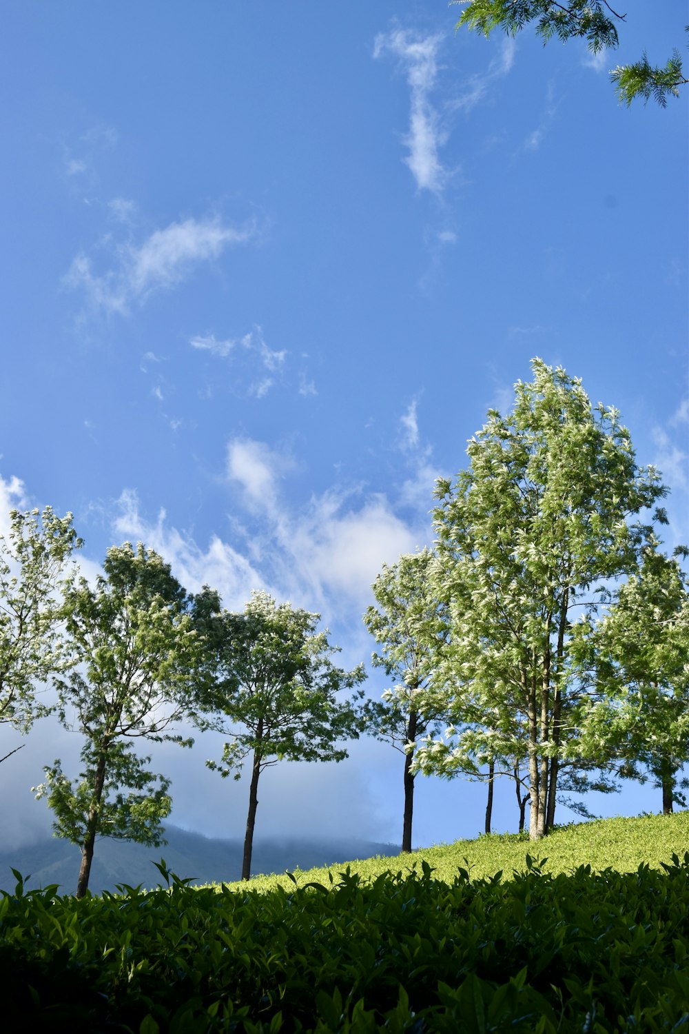 a group of trees sitting on top of a lush green hillside