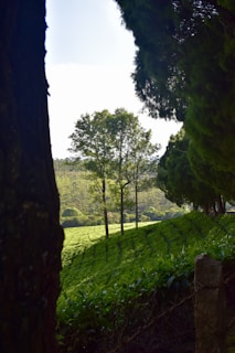 A serene plot of land surrounded by lush greenery.