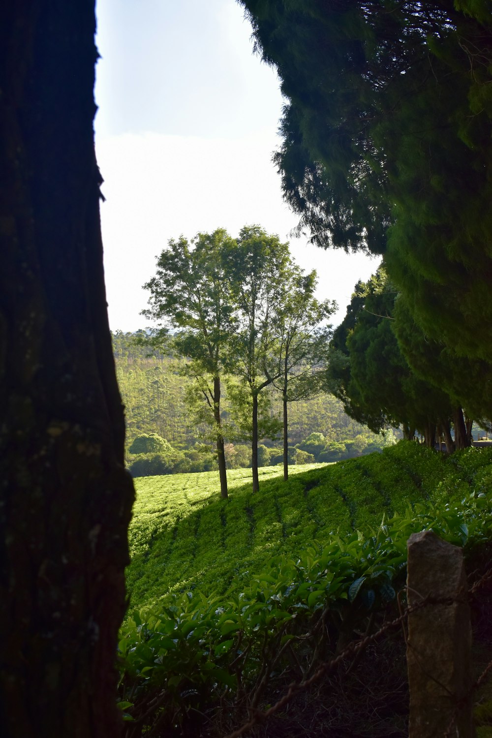 a grassy field with trees and a stone wall