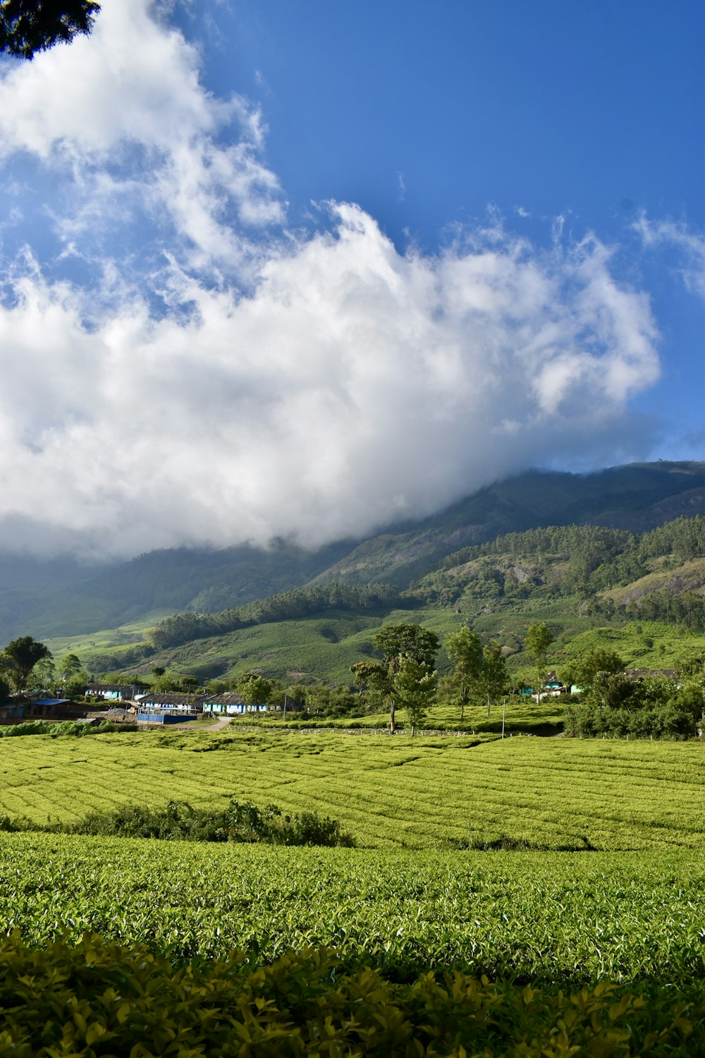 a lush green field with a mountain in the background