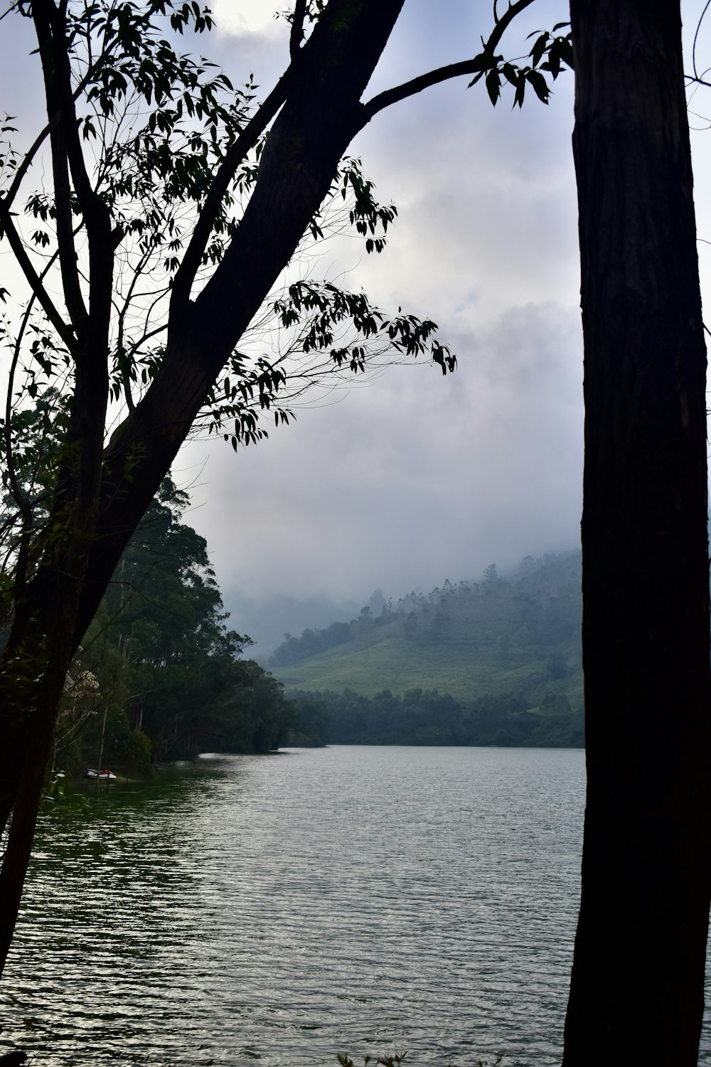 a body of water surrounded by trees on a cloudy day