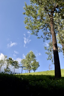 Tall trees standing proudly on a gentle hillside, their leaves whispering in the breeze.