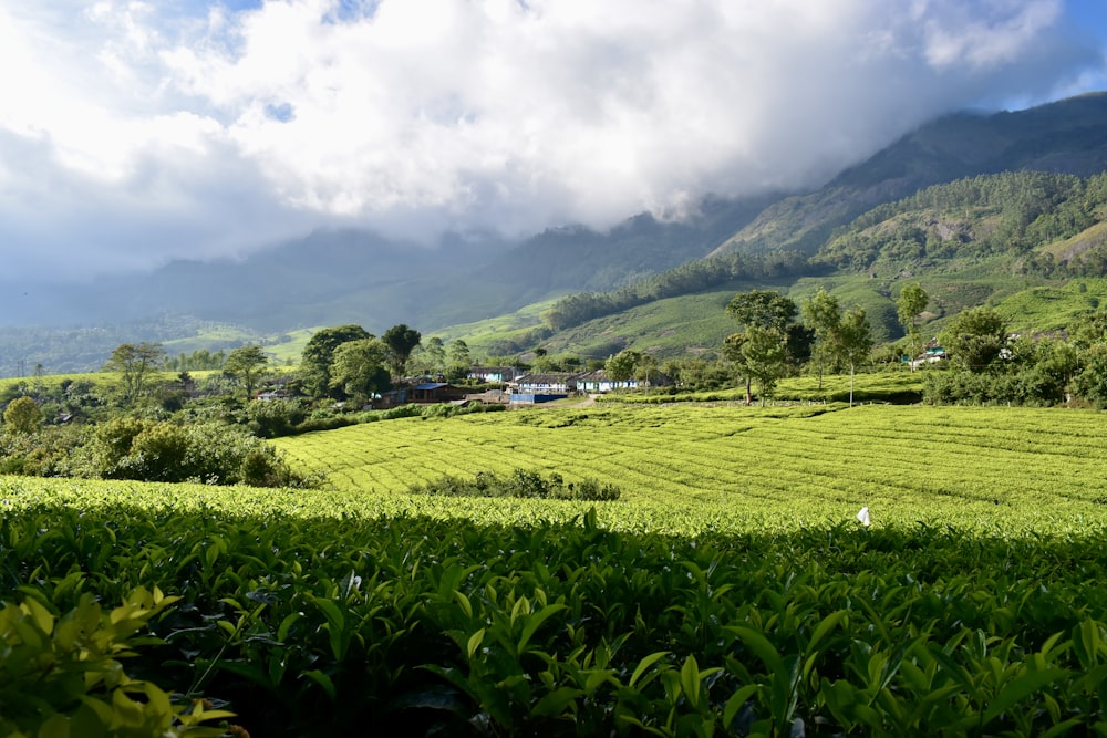 a lush green field with a mountain in the background