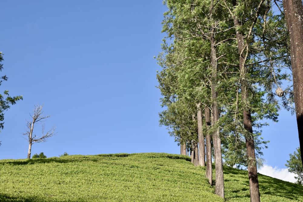 a grassy hill with trees on top of it