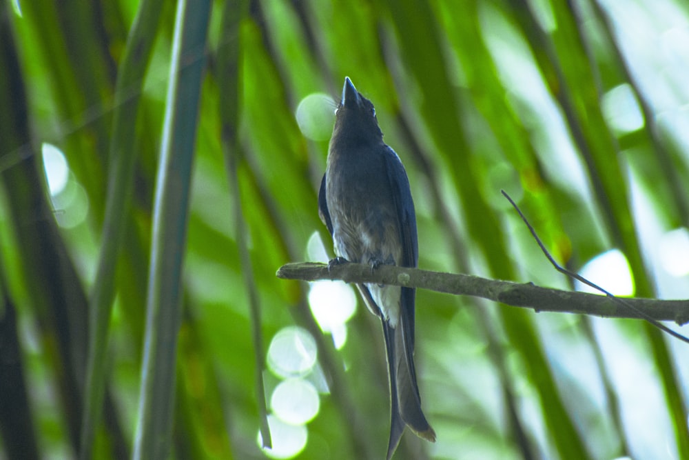 Un pájaro sentado en una rama en un árbol