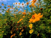 A vibrant field of orange and yellow flowers in full bloom, with a backdrop of green foliage and a clear blue sky. A bee is perched on one of the prominent flowers, contributing to the lively summer atmosphere.