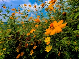 A vibrant field of orange and yellow flowers in full bloom, with a backdrop of green foliage and a clear blue sky. A bee is perched on one of the prominent flowers, contributing to the lively summer atmosphere.
