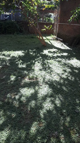 A serene backyard featuring a custom patio and lush greenery.