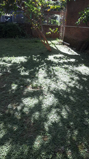 A serene backyard featuring lush greenery, trimmed trees, and a cozy seating area under soft natural light.