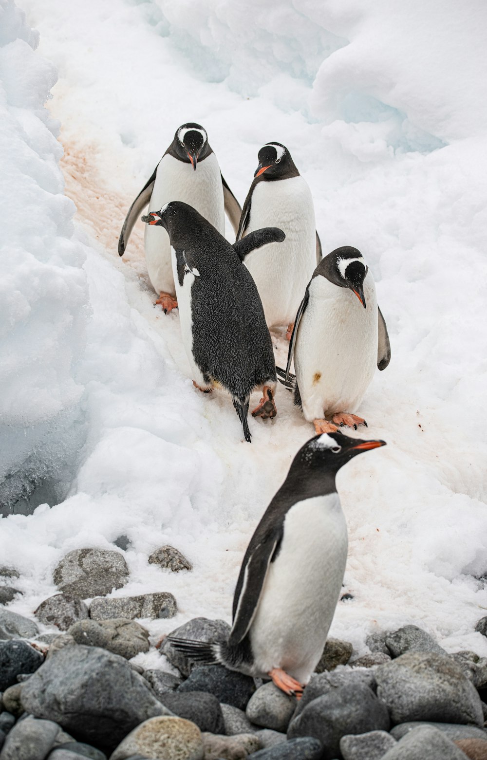 a group of penguins standing on top of a pile of snow