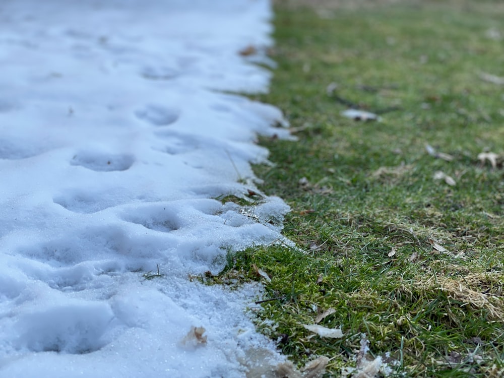 a close up of a grass and snow line