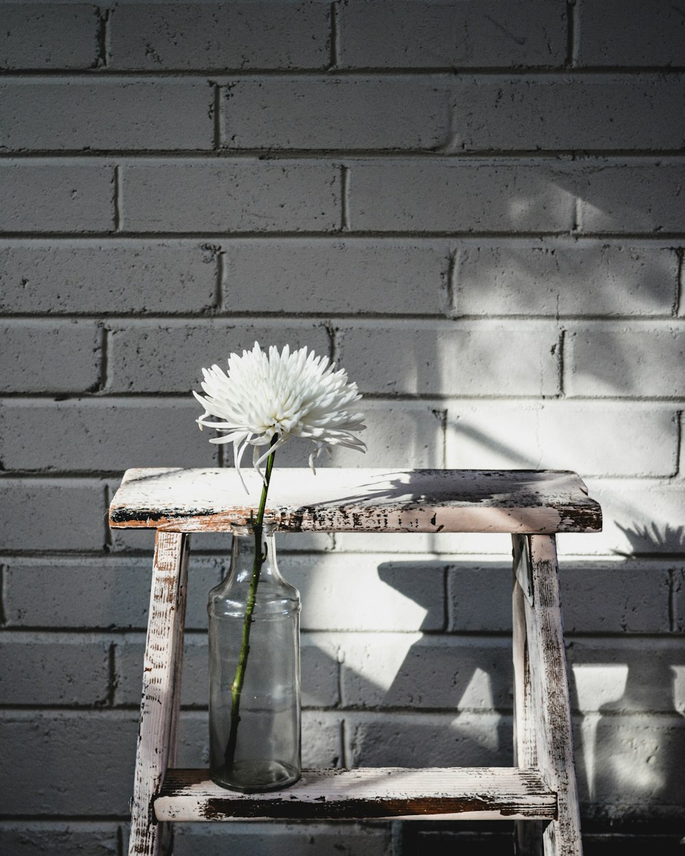 a white flower sitting in a vase on a stool