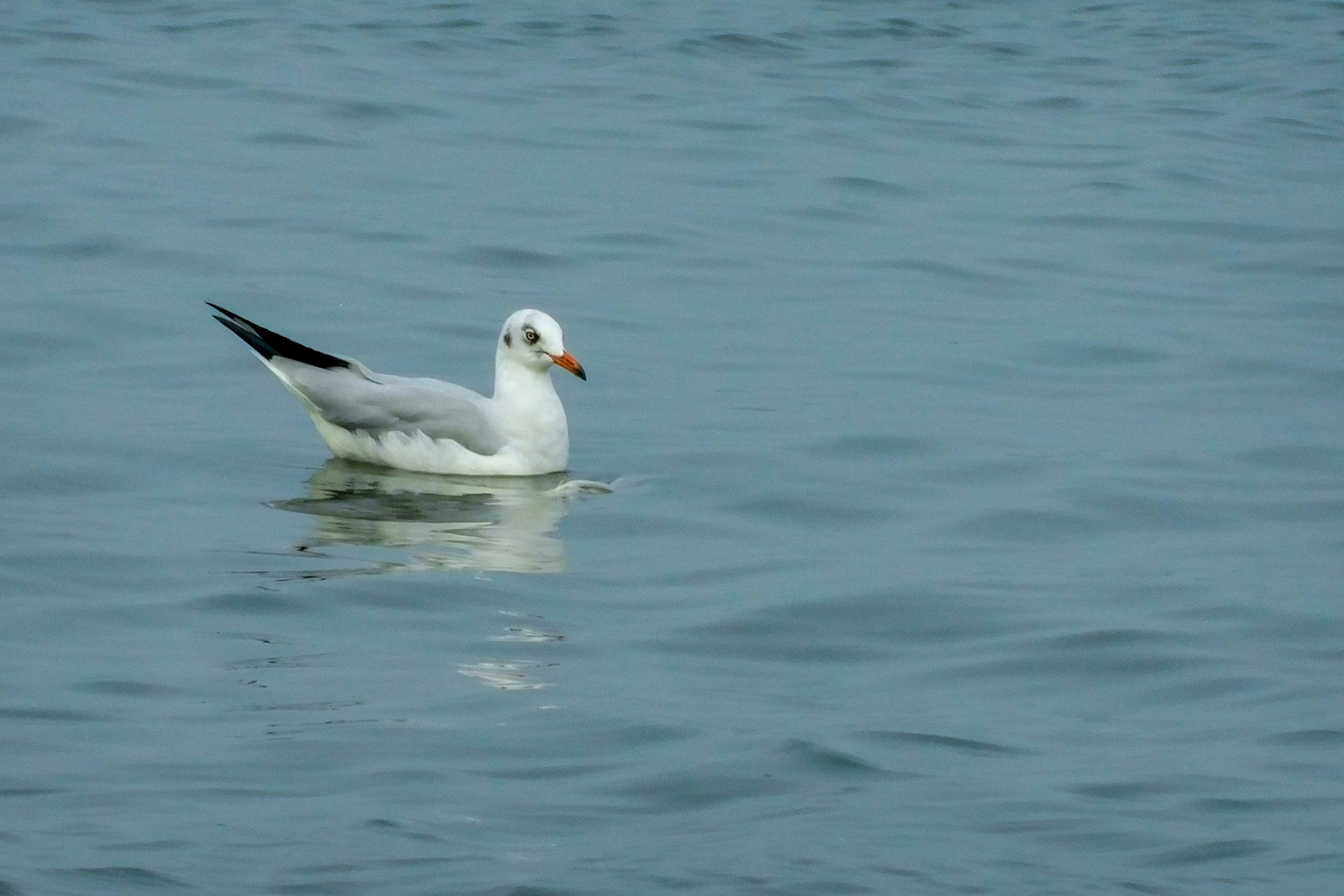 Photo by sonika_agarwal