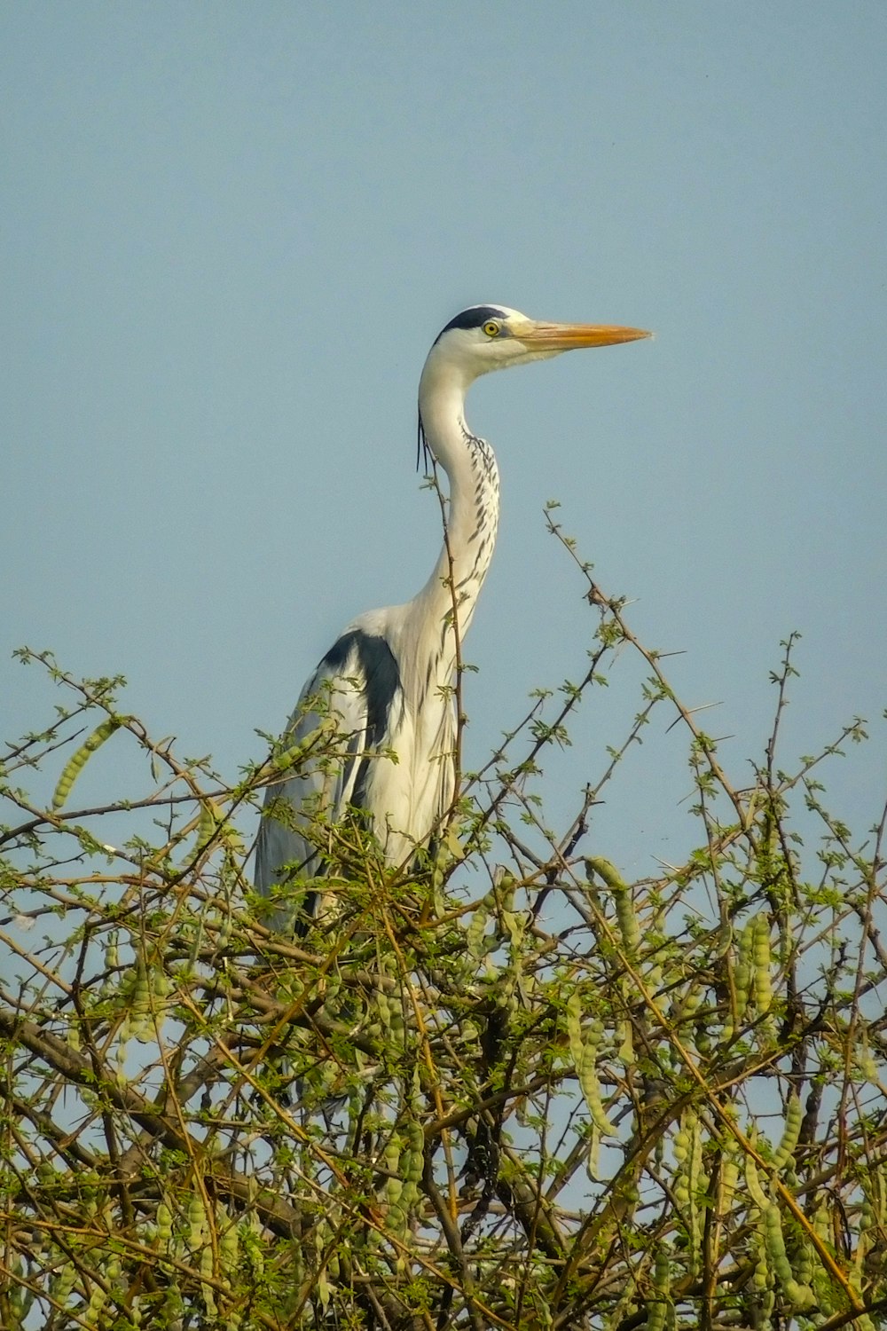 a large bird sitting on top of a tree