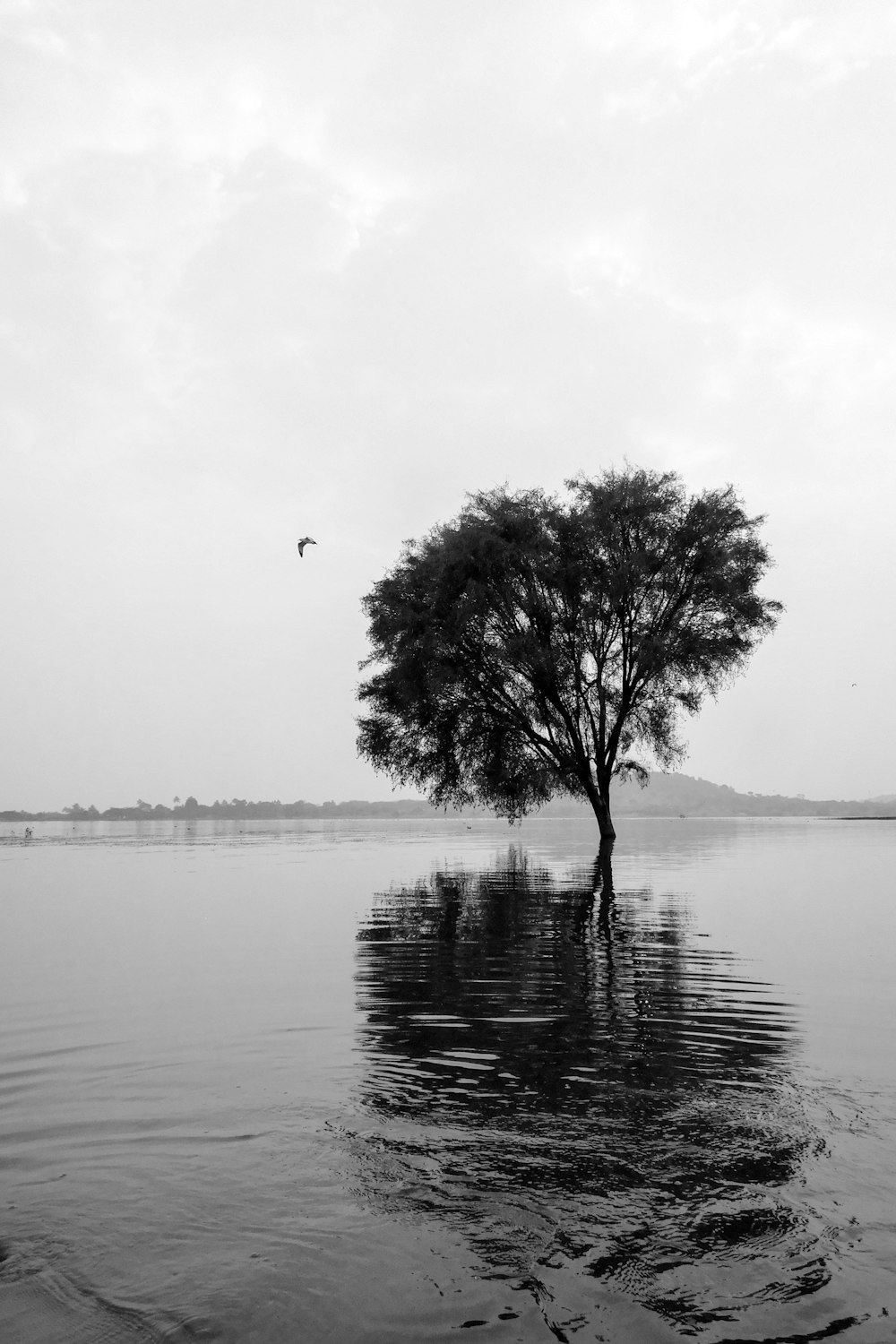 a black and white photo of a tree in the water