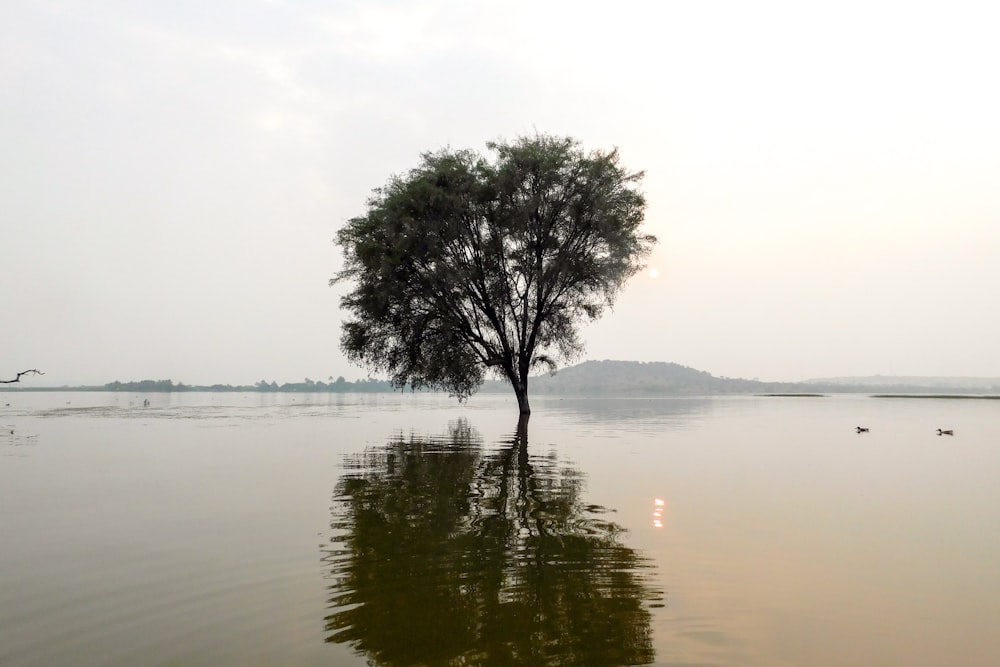 a tree in the middle of a body of water