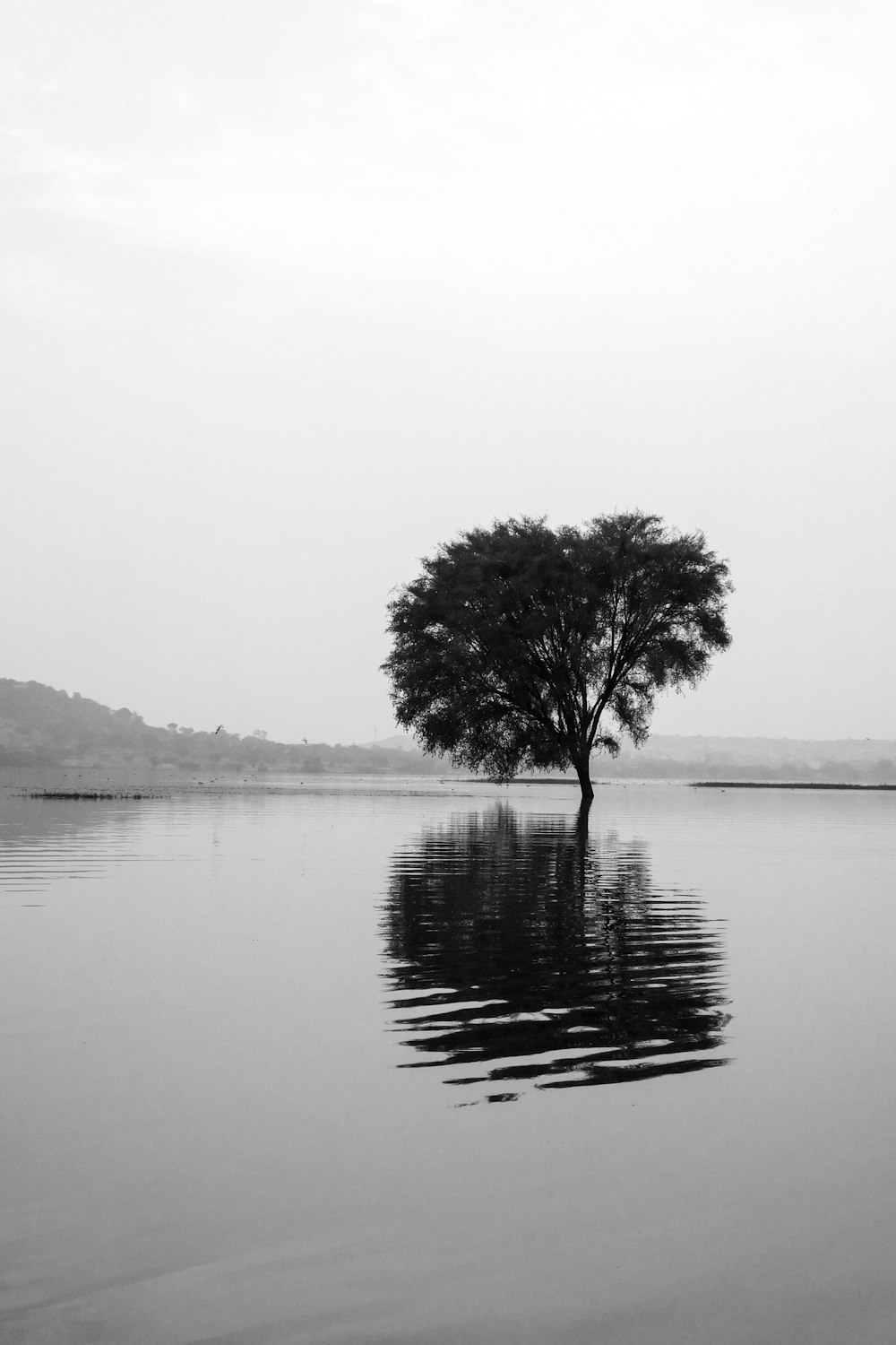 a black and white photo of a tree in the middle of a lake