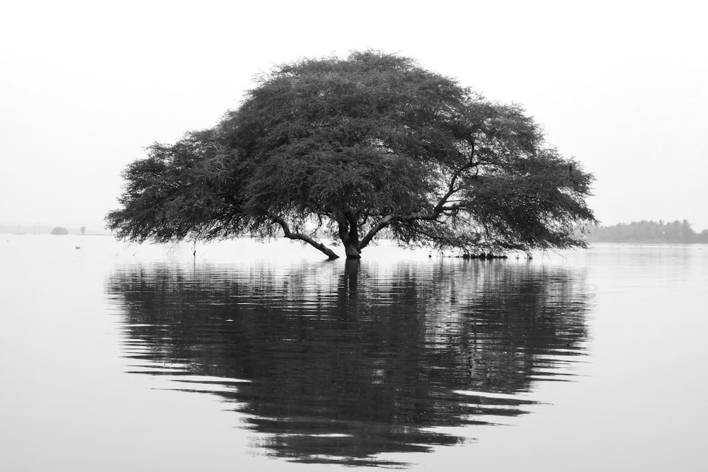 a black and white photo of a tree in the water