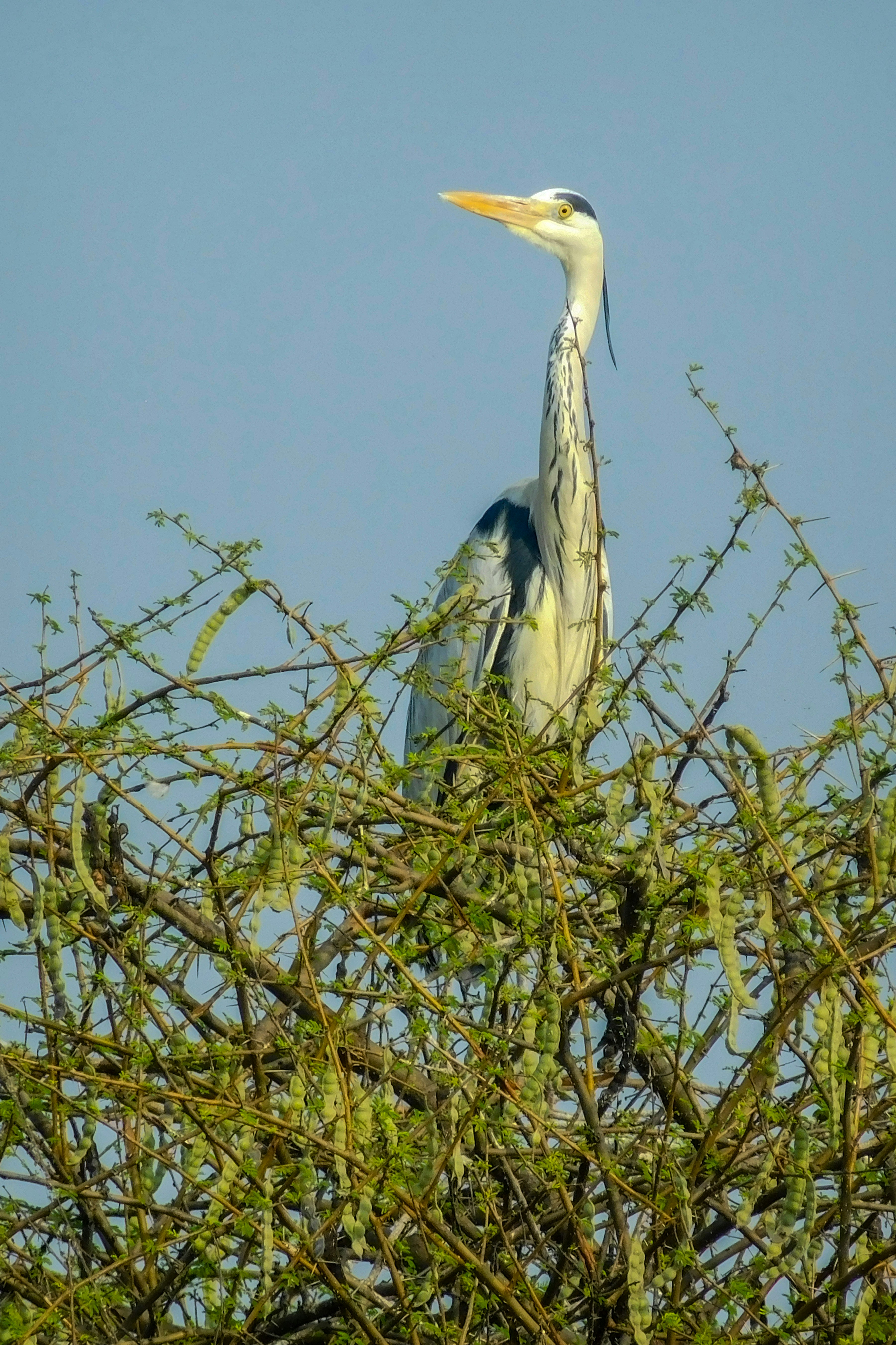 Photo by sonika_agarwal