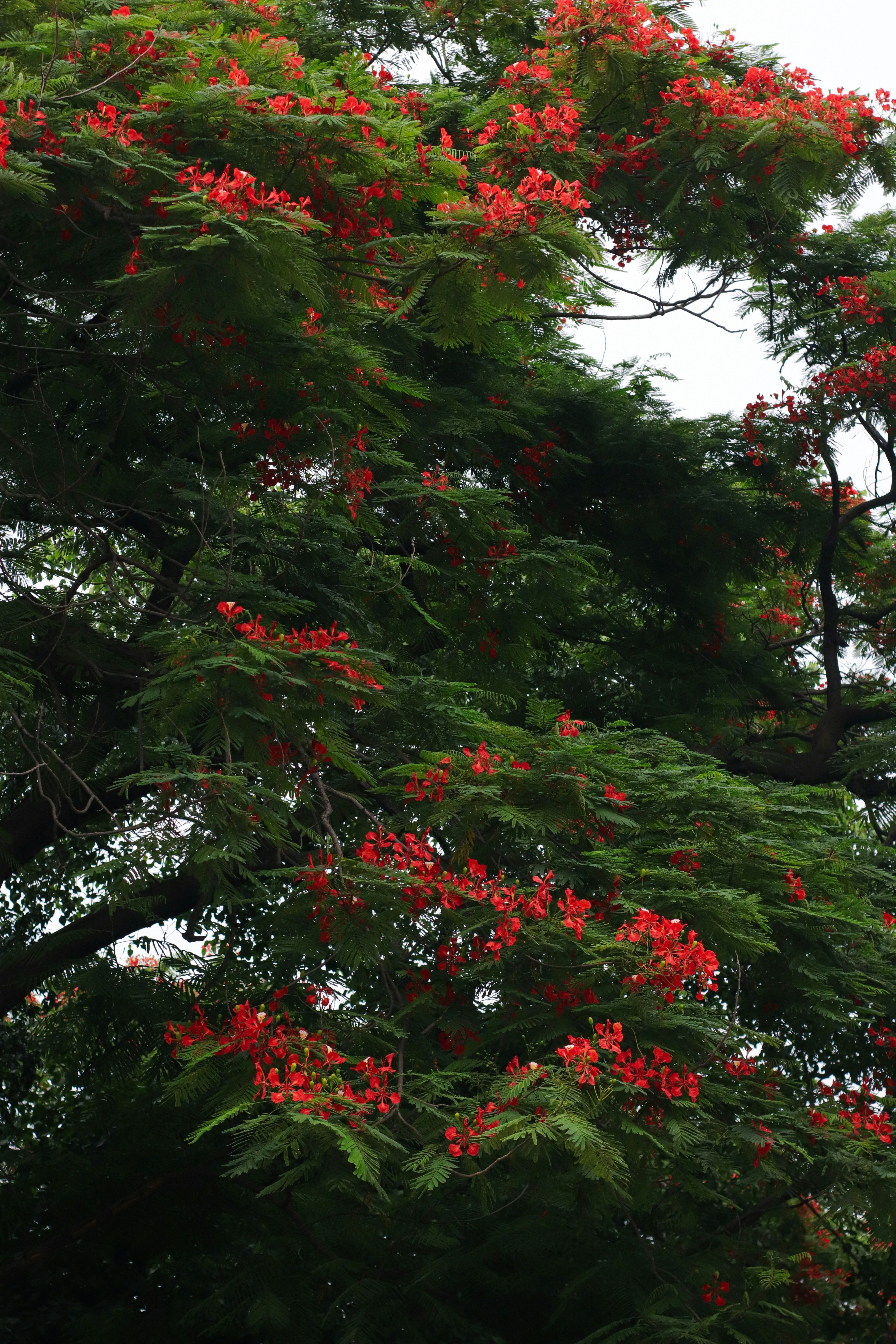 Manacá-da-serra: A Planta Que Encanta e Cuida do Meio Ambiente