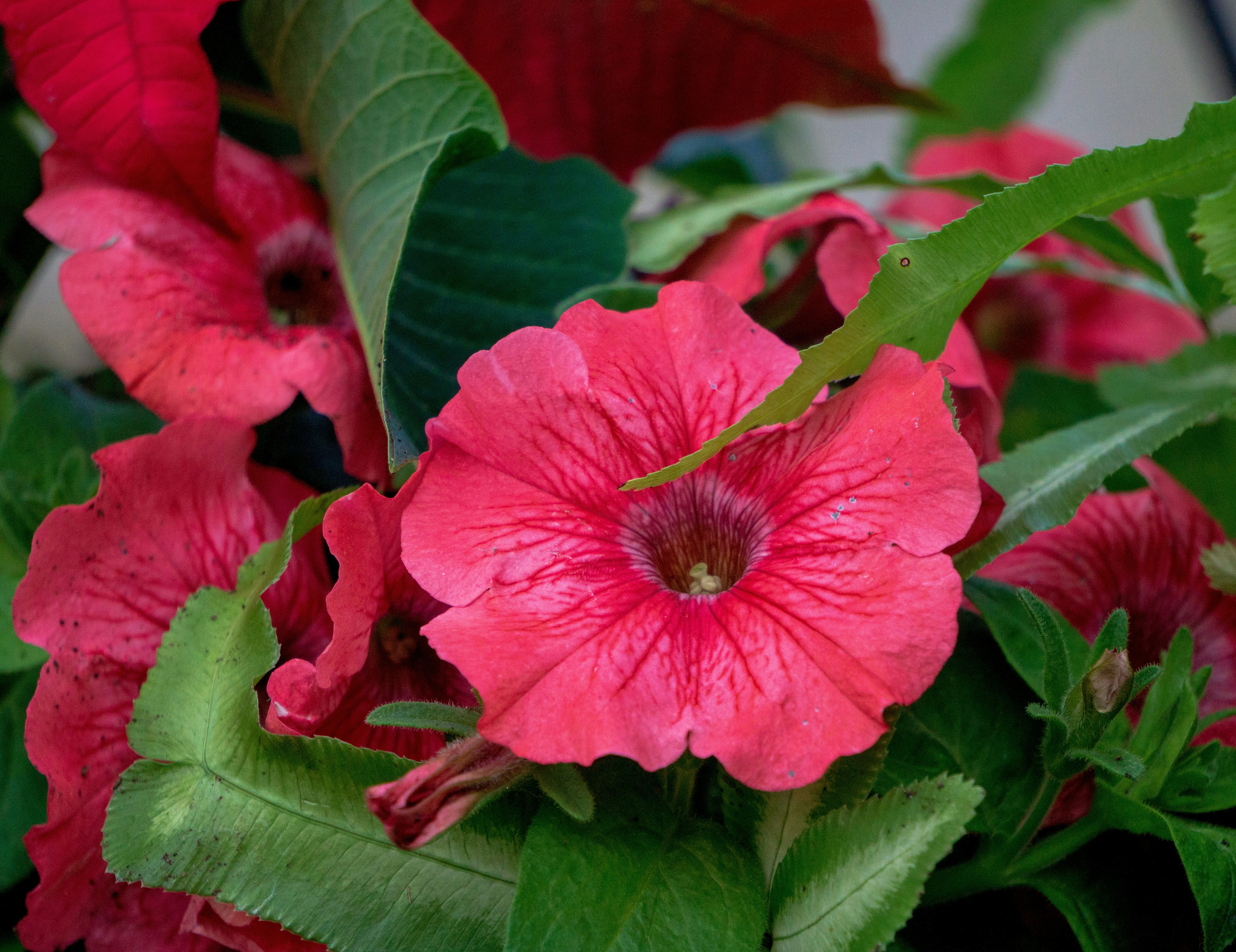 Photo by aravindreddytarugu