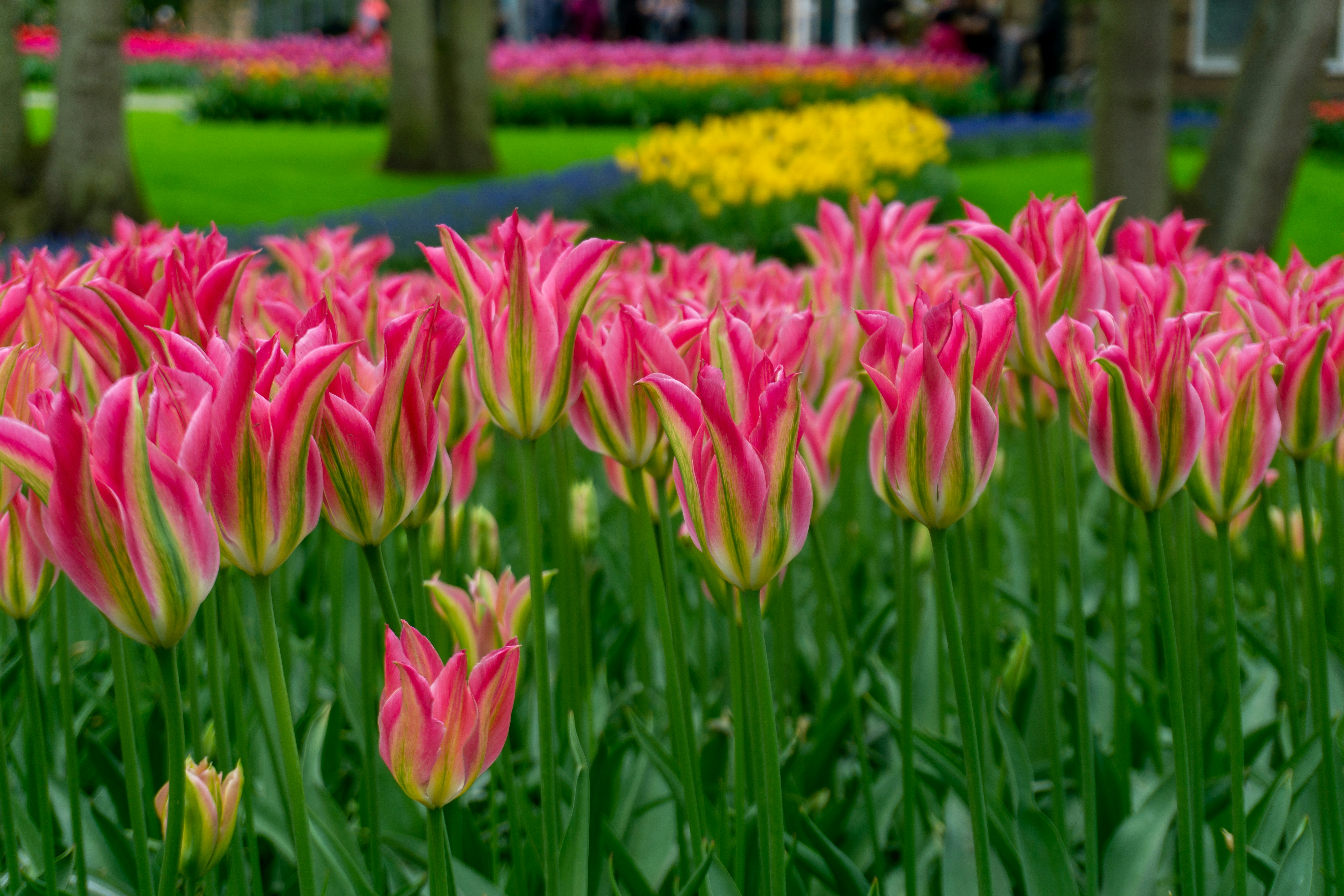 a field full of pink and yellow flowers